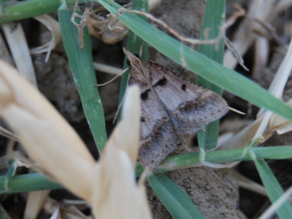 Pyralidae?3